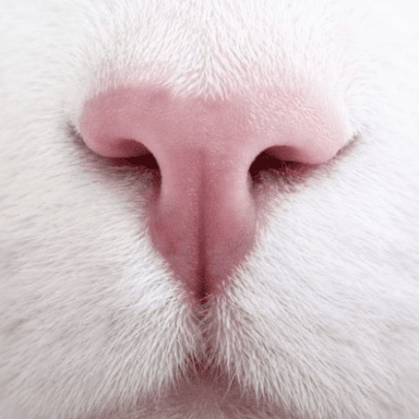 TCAT token