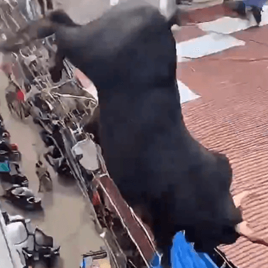 INDIANBULL token