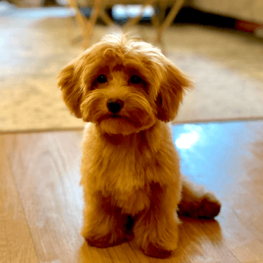 POOCH token
